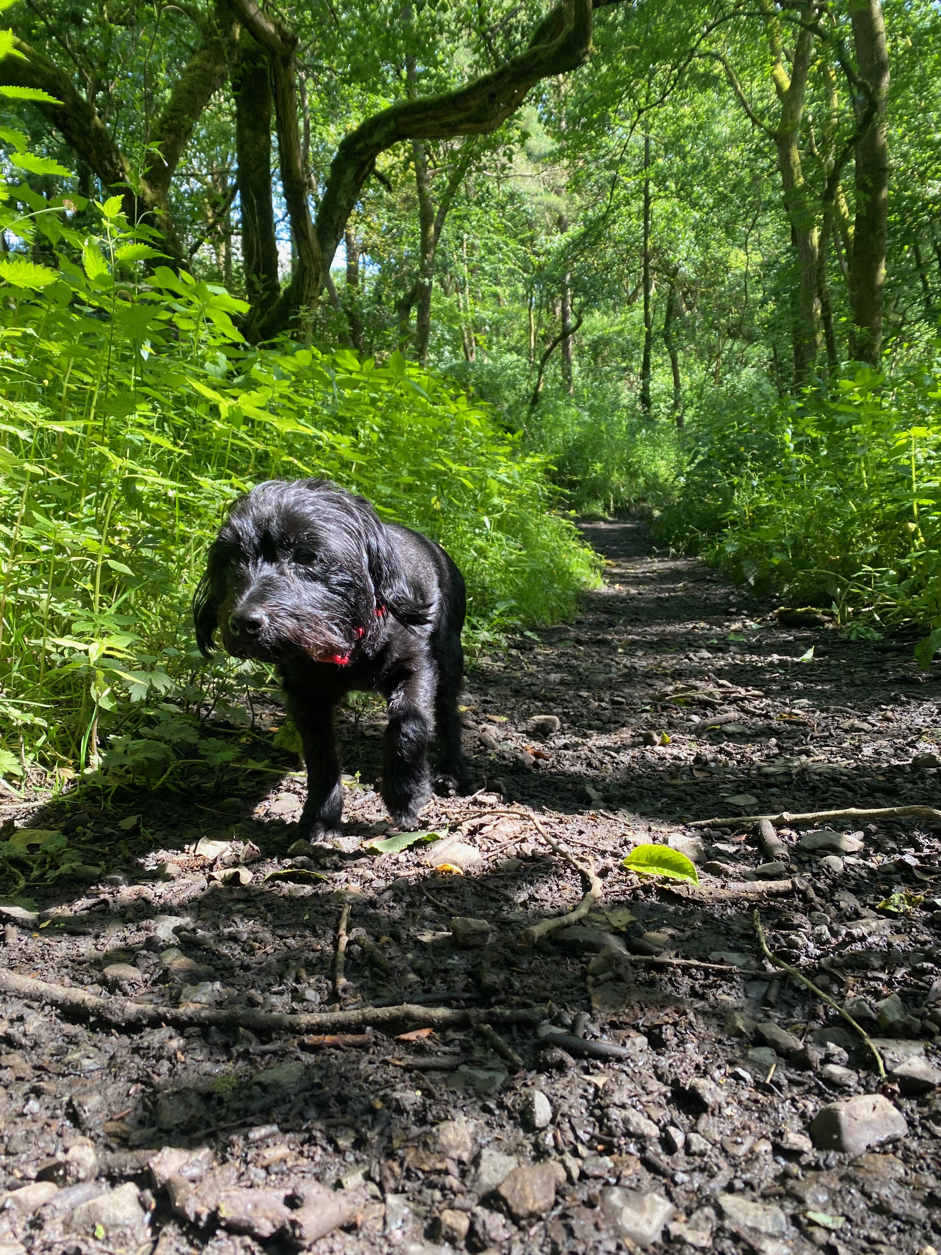 Black dog exploring muddy woodland trail