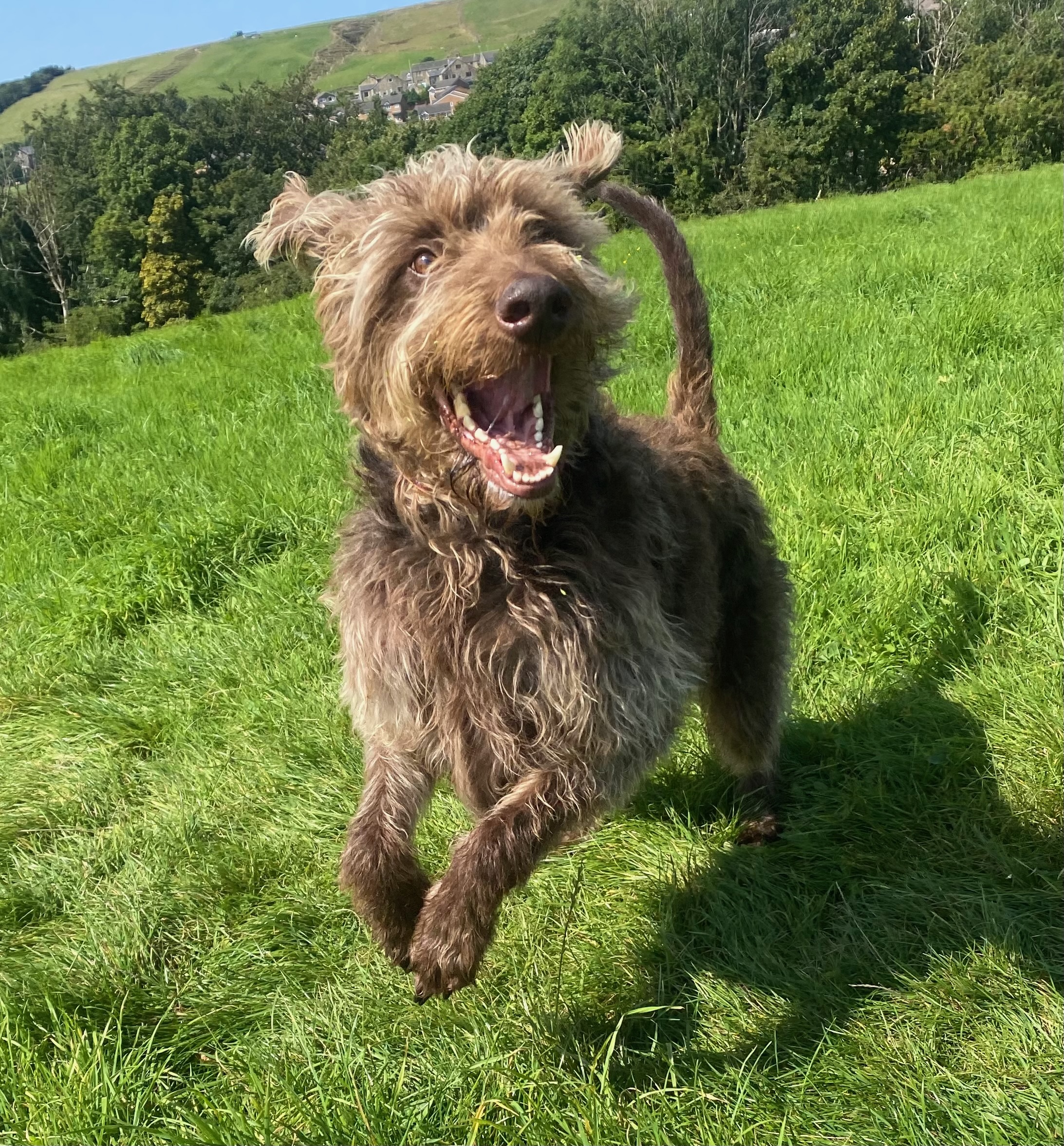 Terrier running at full speed through fields