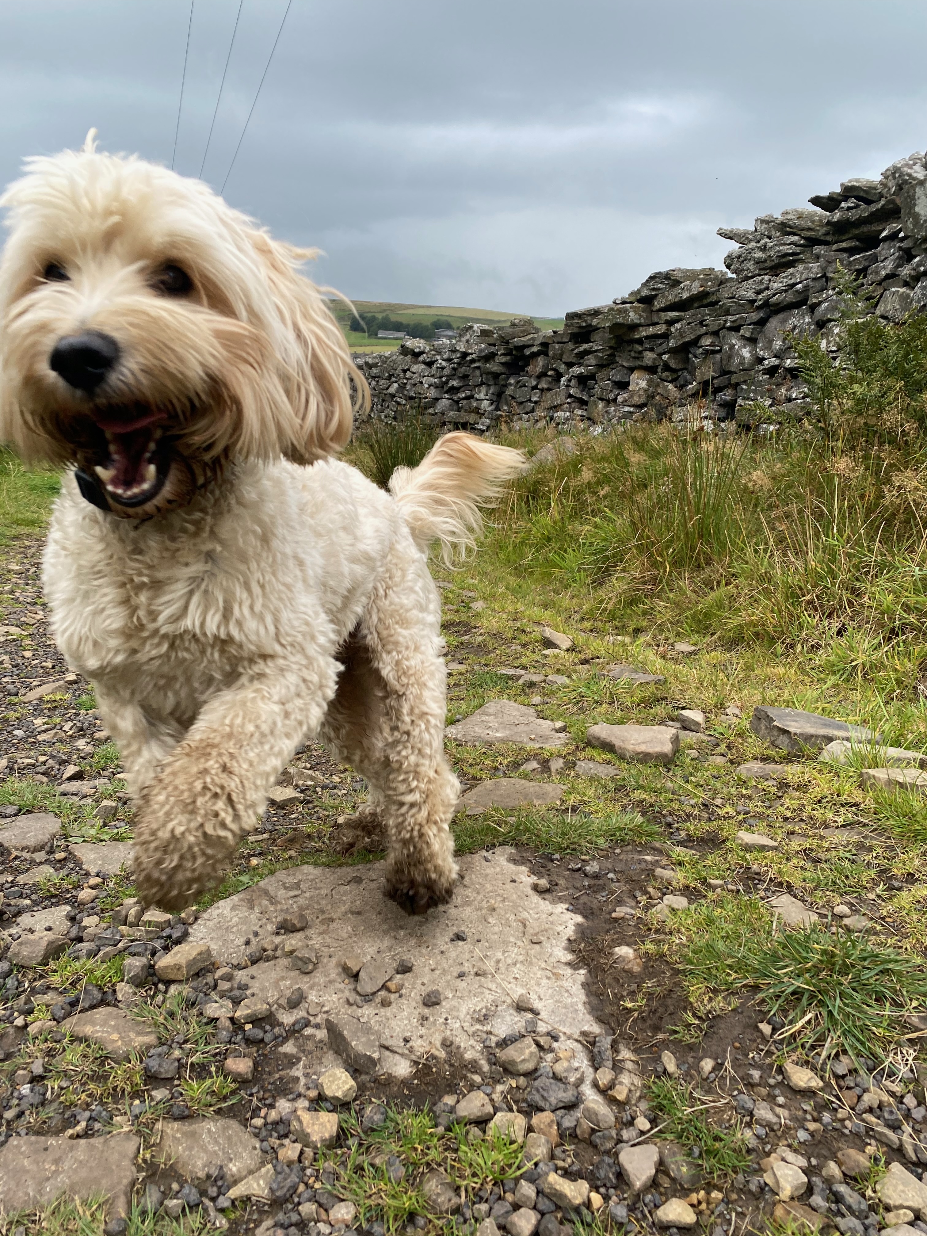 Dog enjoying nature walk