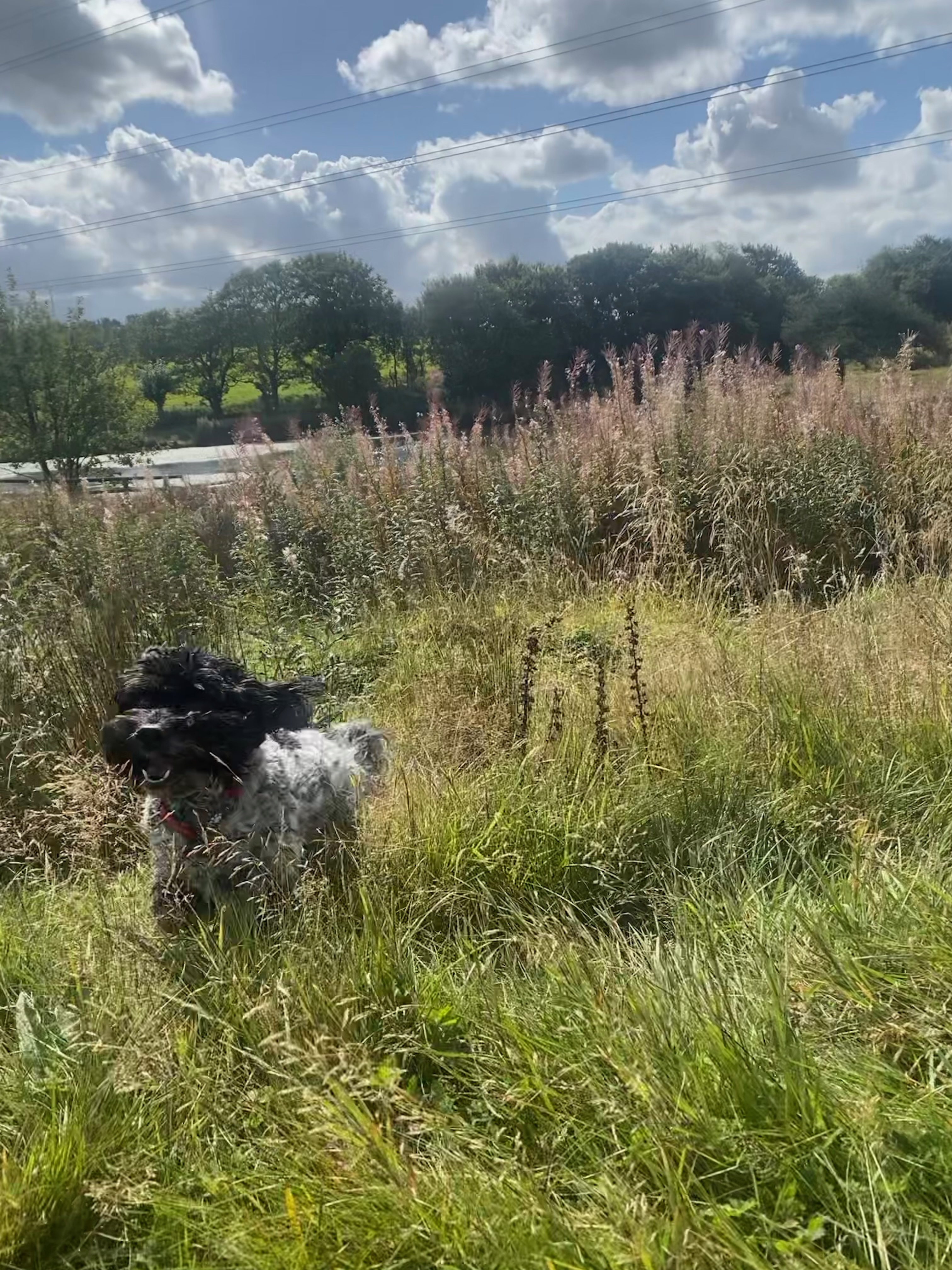 Dog on woodland path
