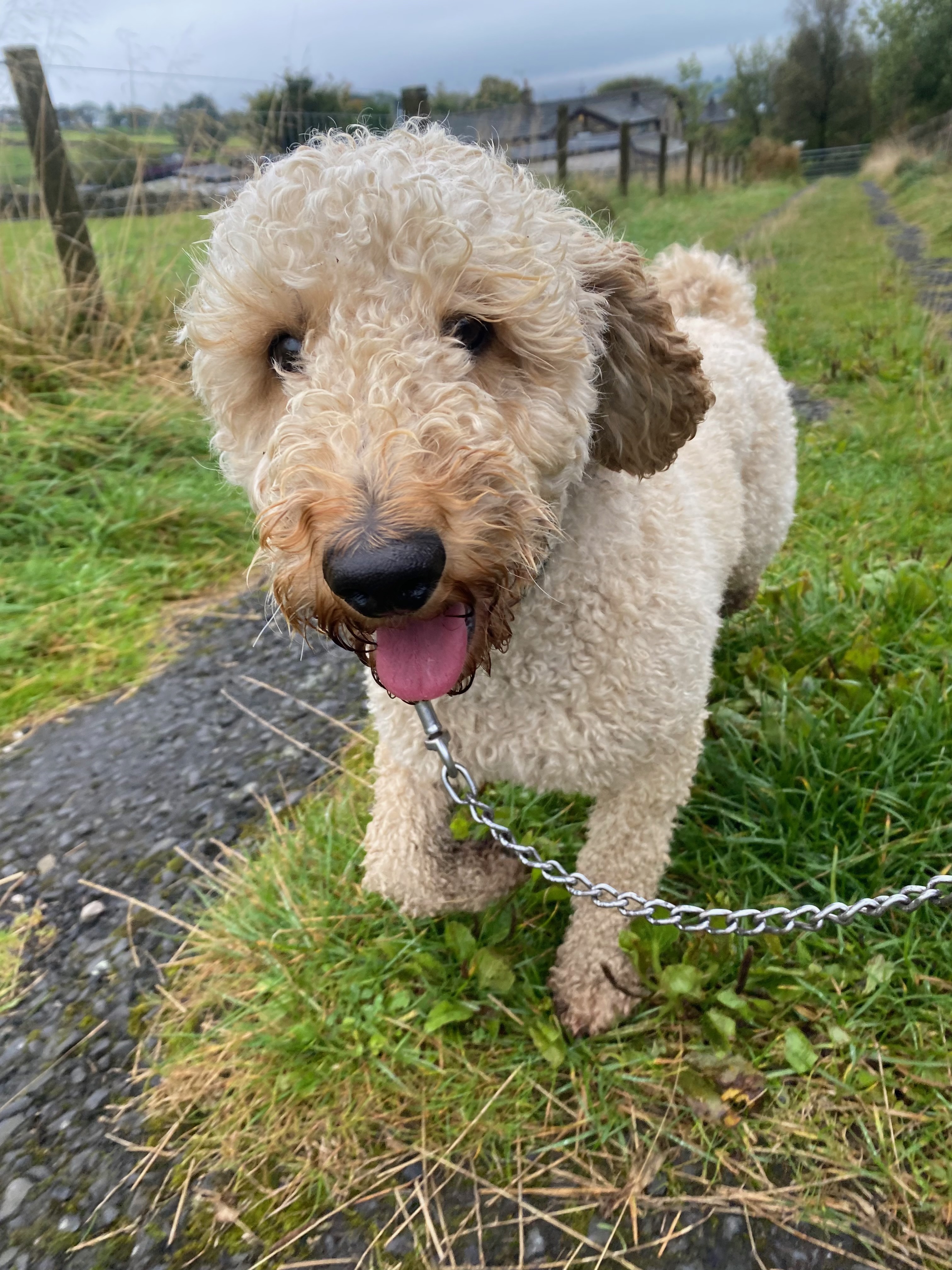 Playful pup in nature