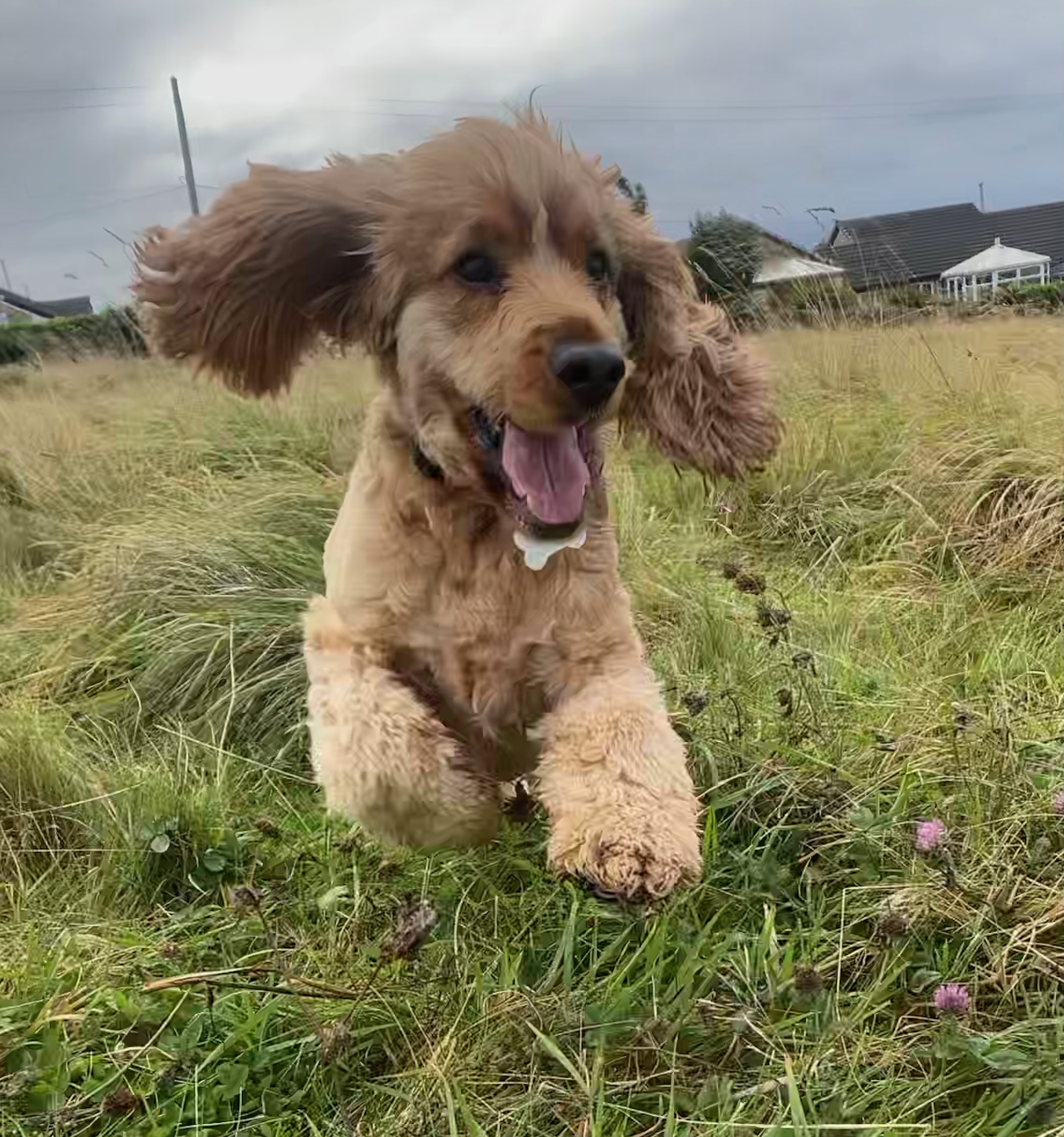 Dog exploring outdoors