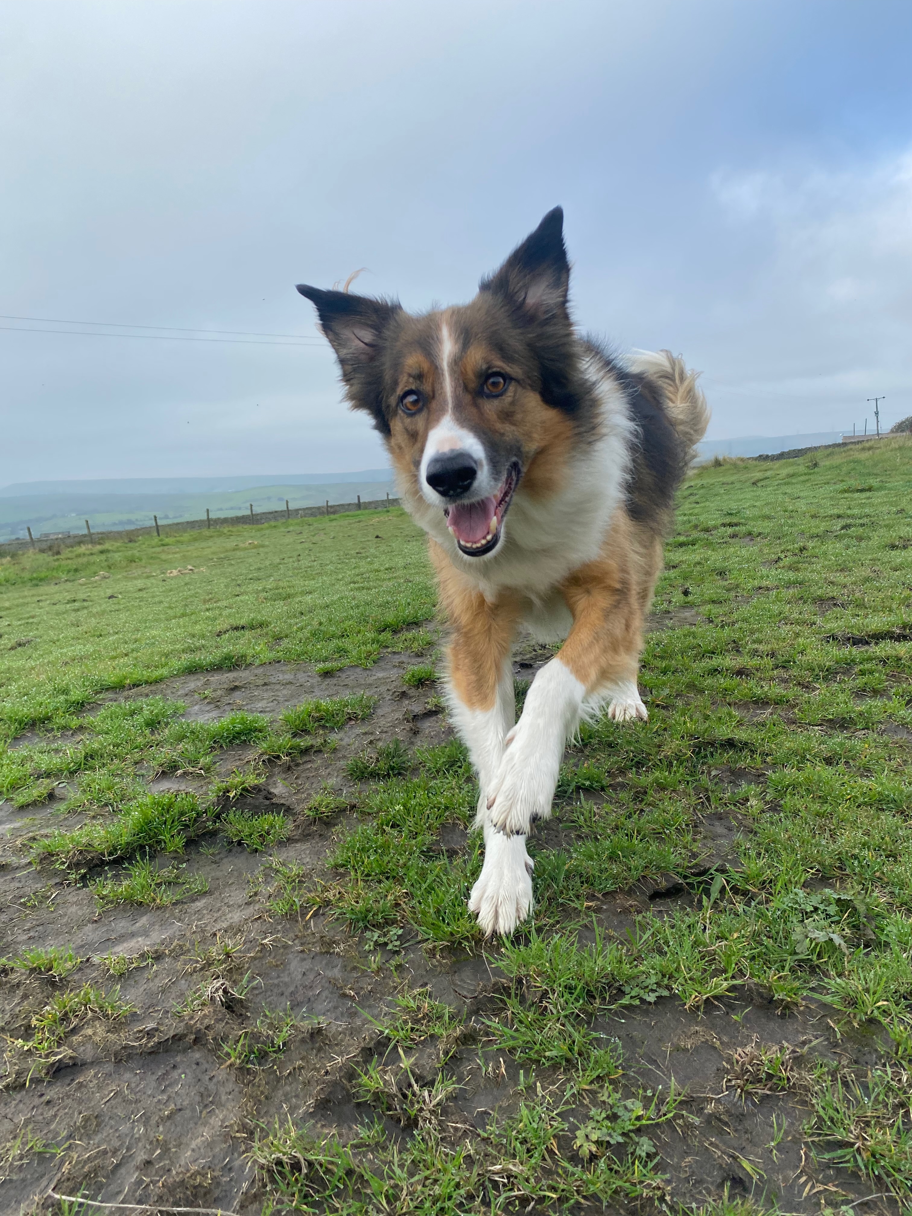 Joyful Corgi running through countryside