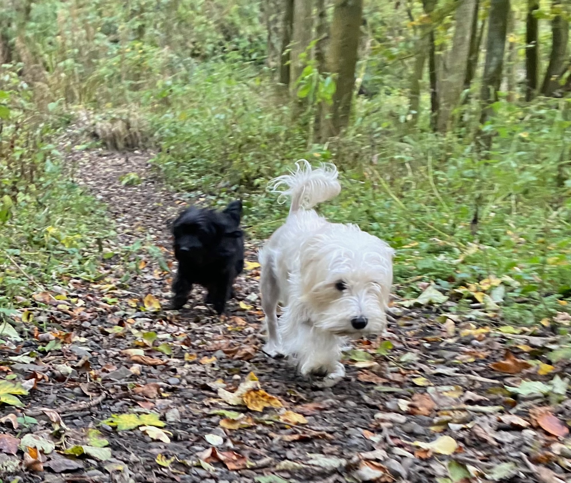 Dog on woodland trail