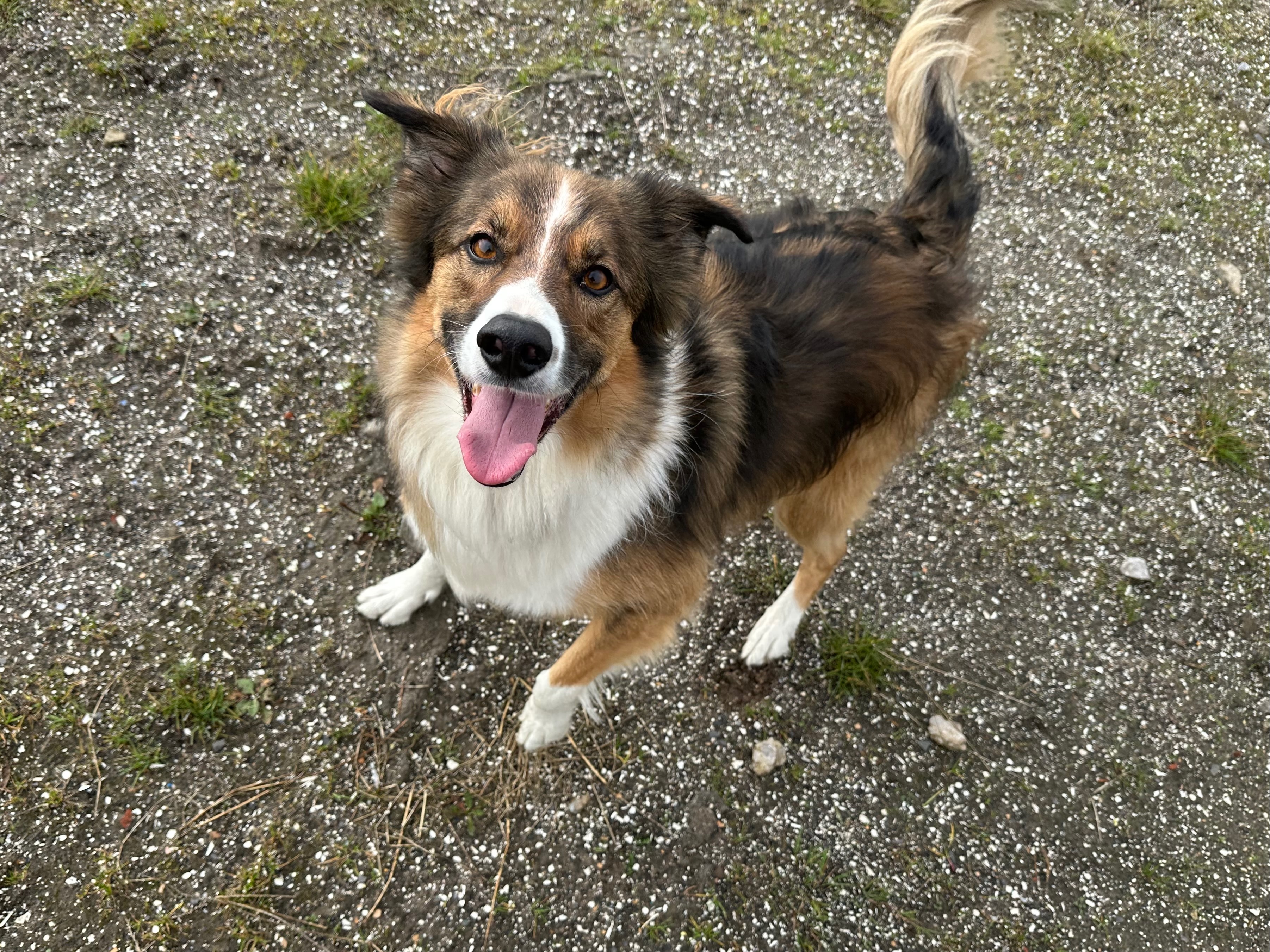 Dog enjoying countryside