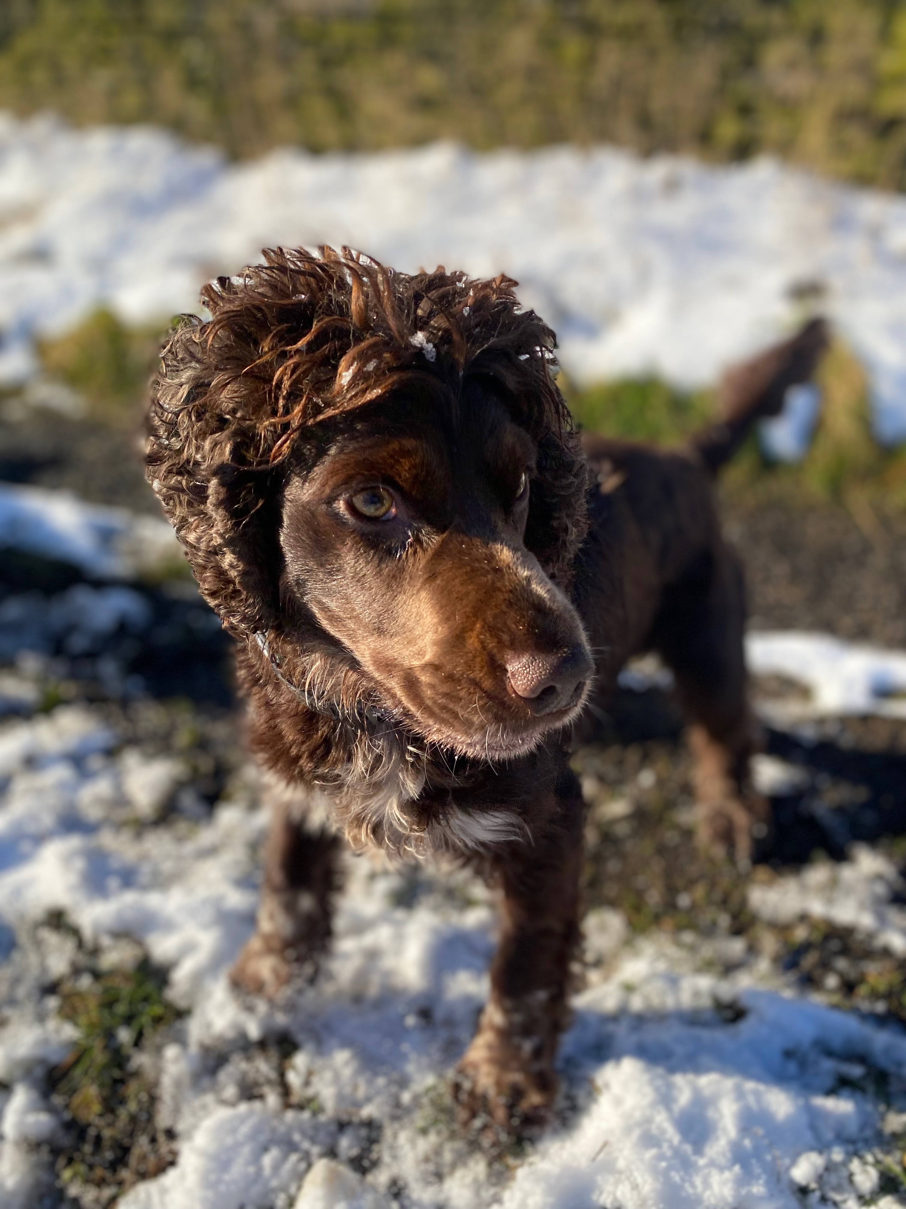 Dog in natural setting