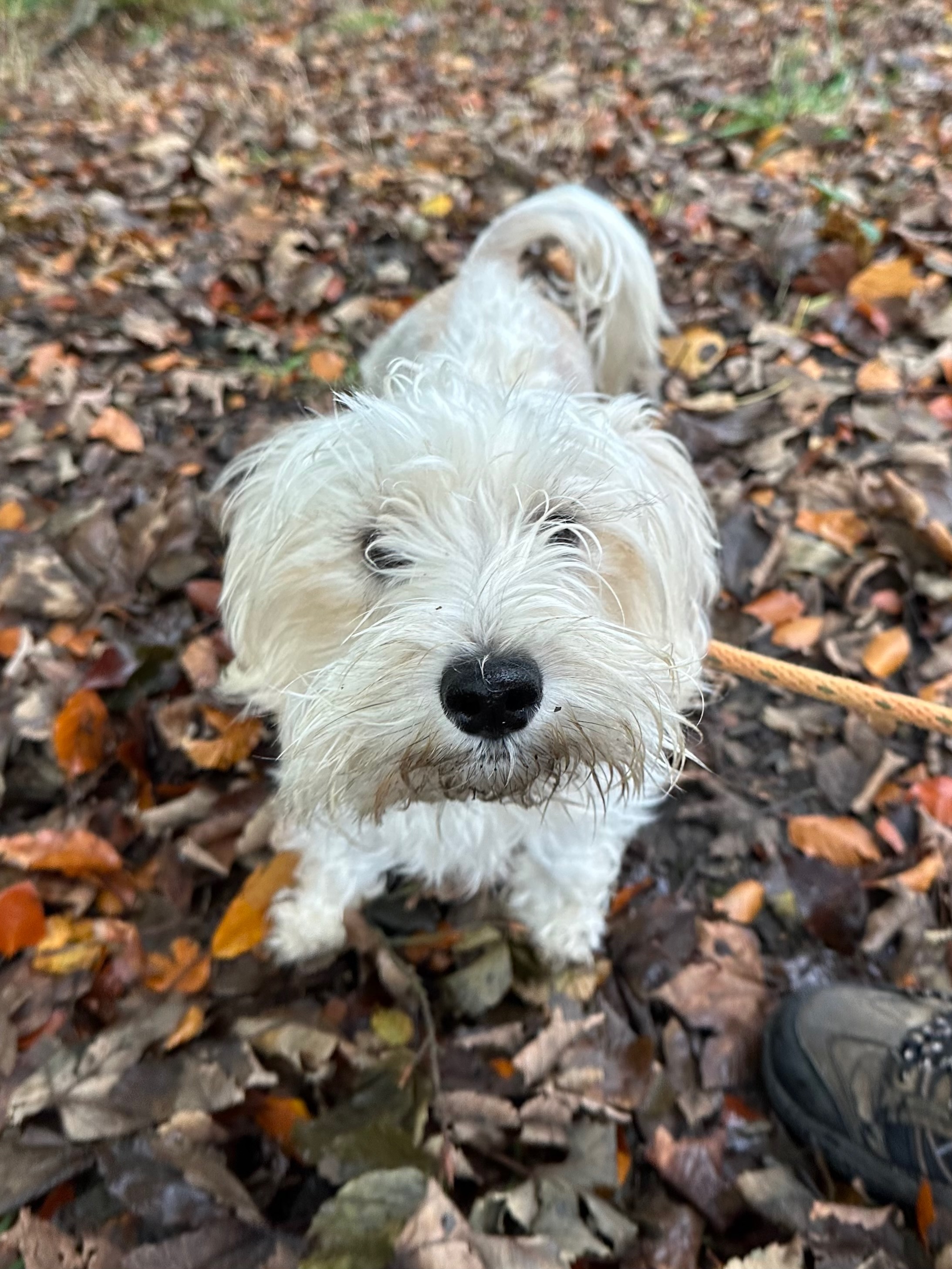 Dog on adventure trail