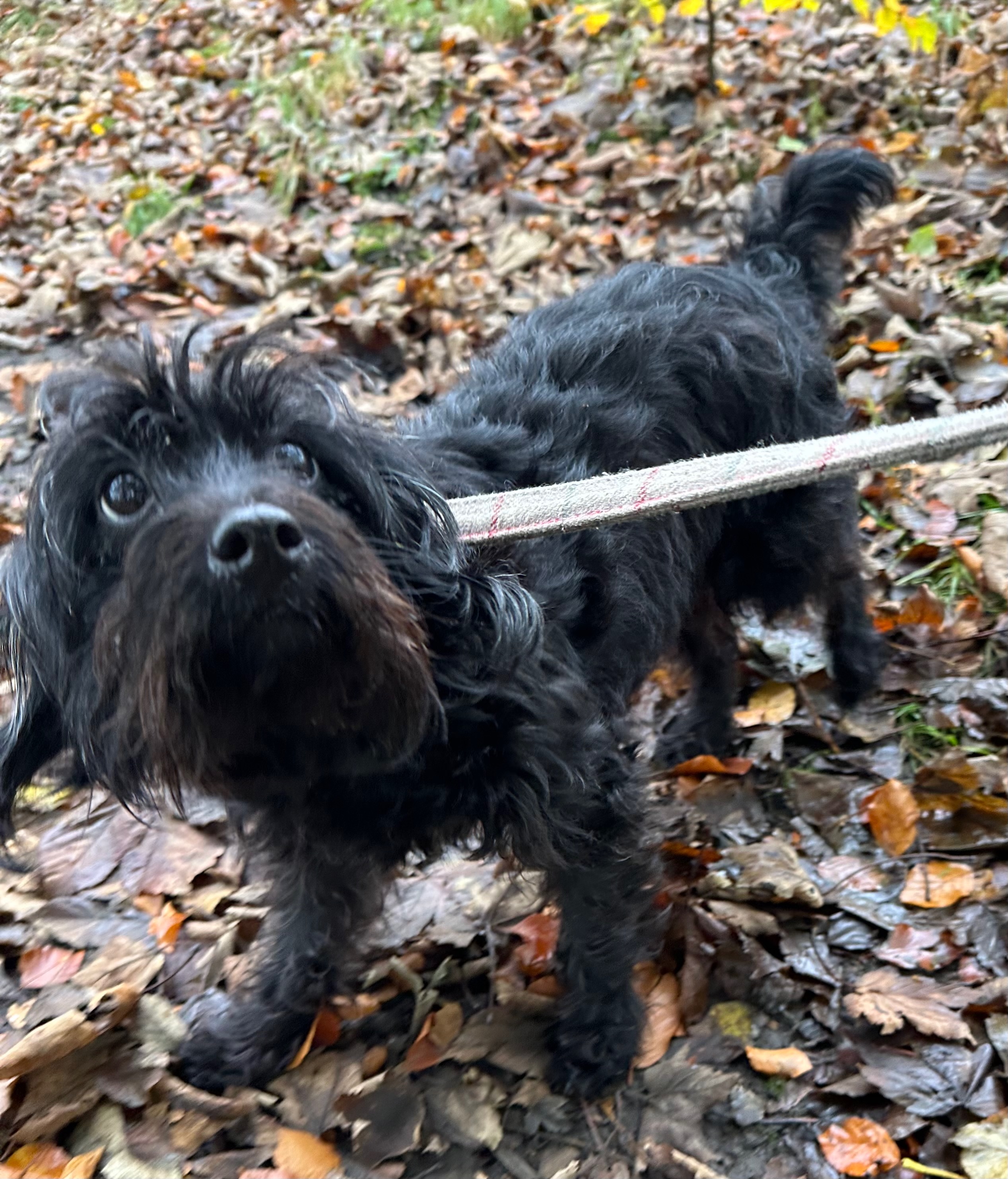 Dog in natural setting