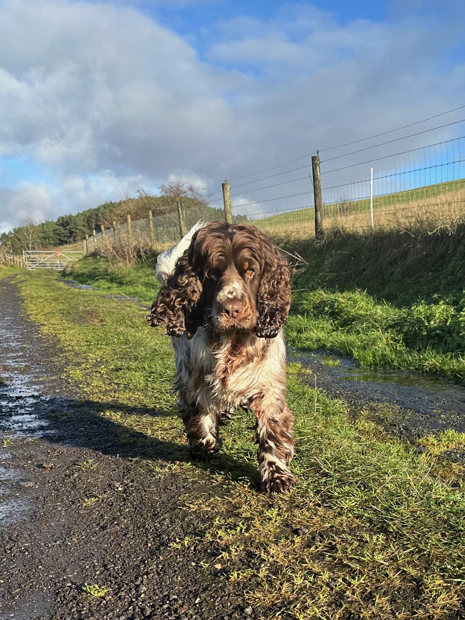 Dog on adventure trail