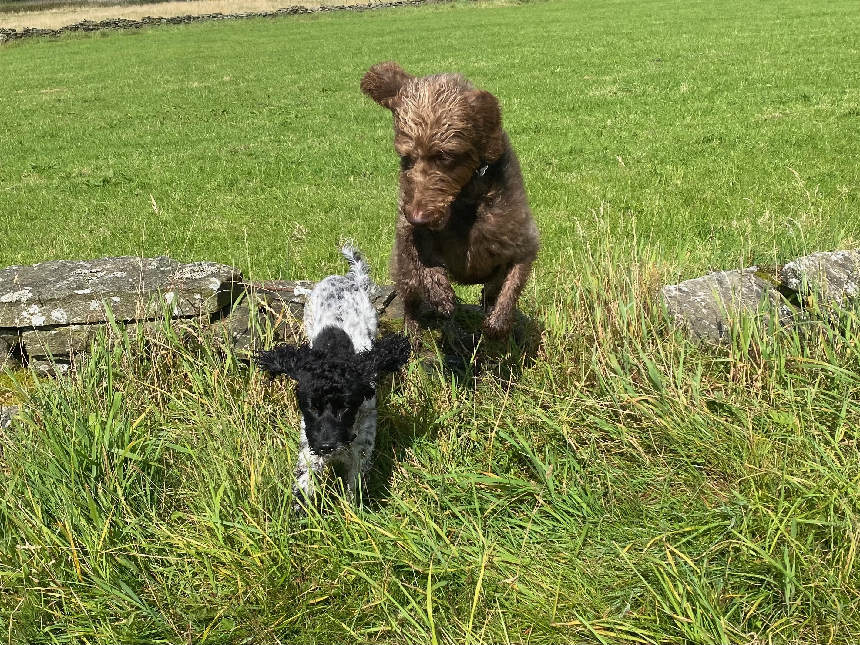 Happy dog on countryside walk