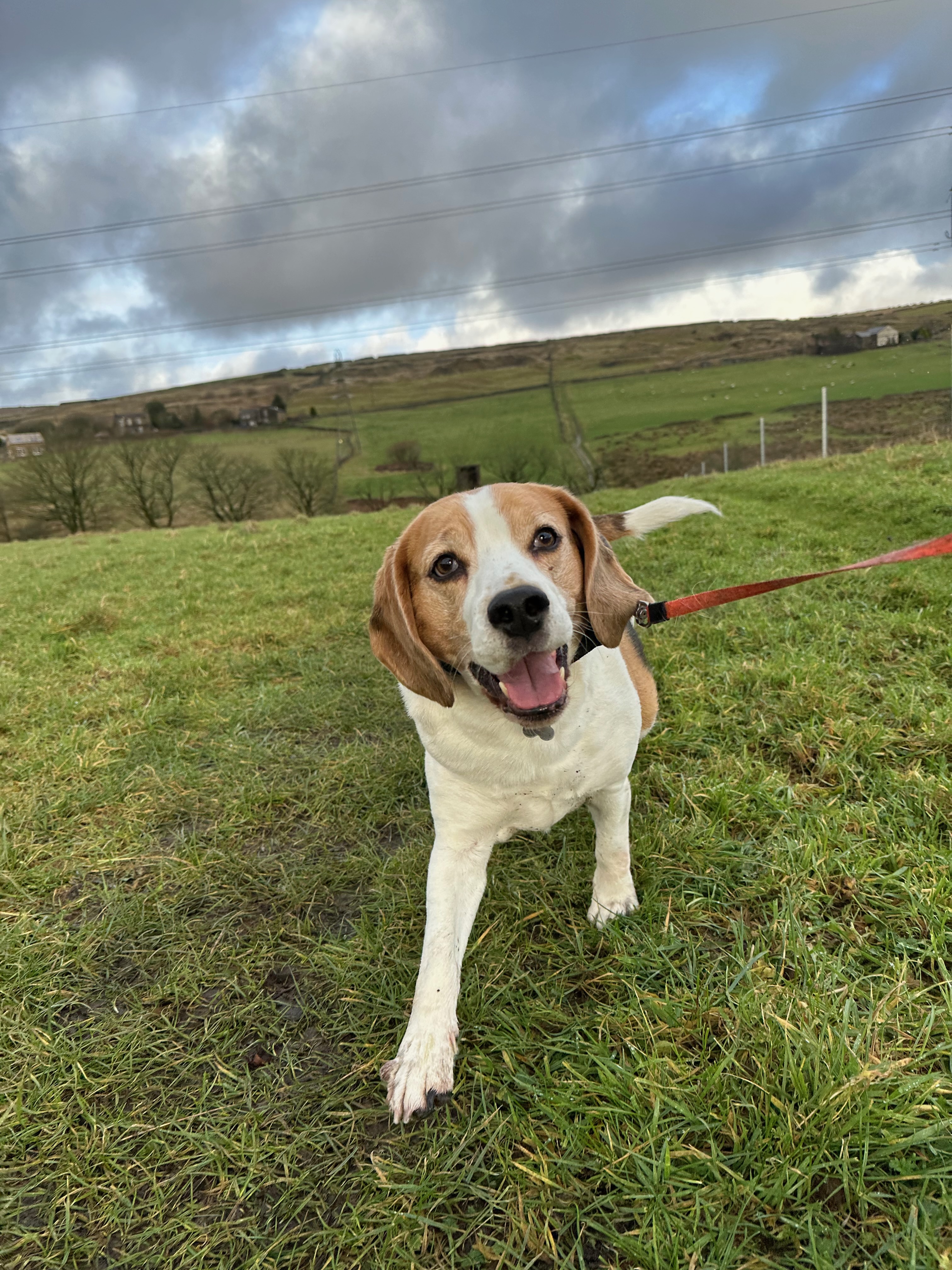 Happy Beagle enjoying countryside walk