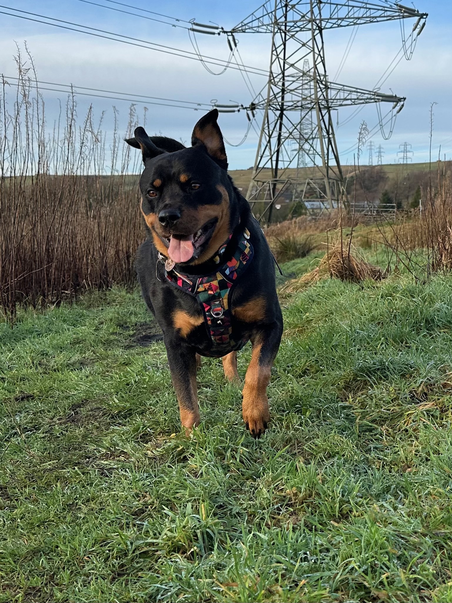 Happy Rottweiler ready for adventure