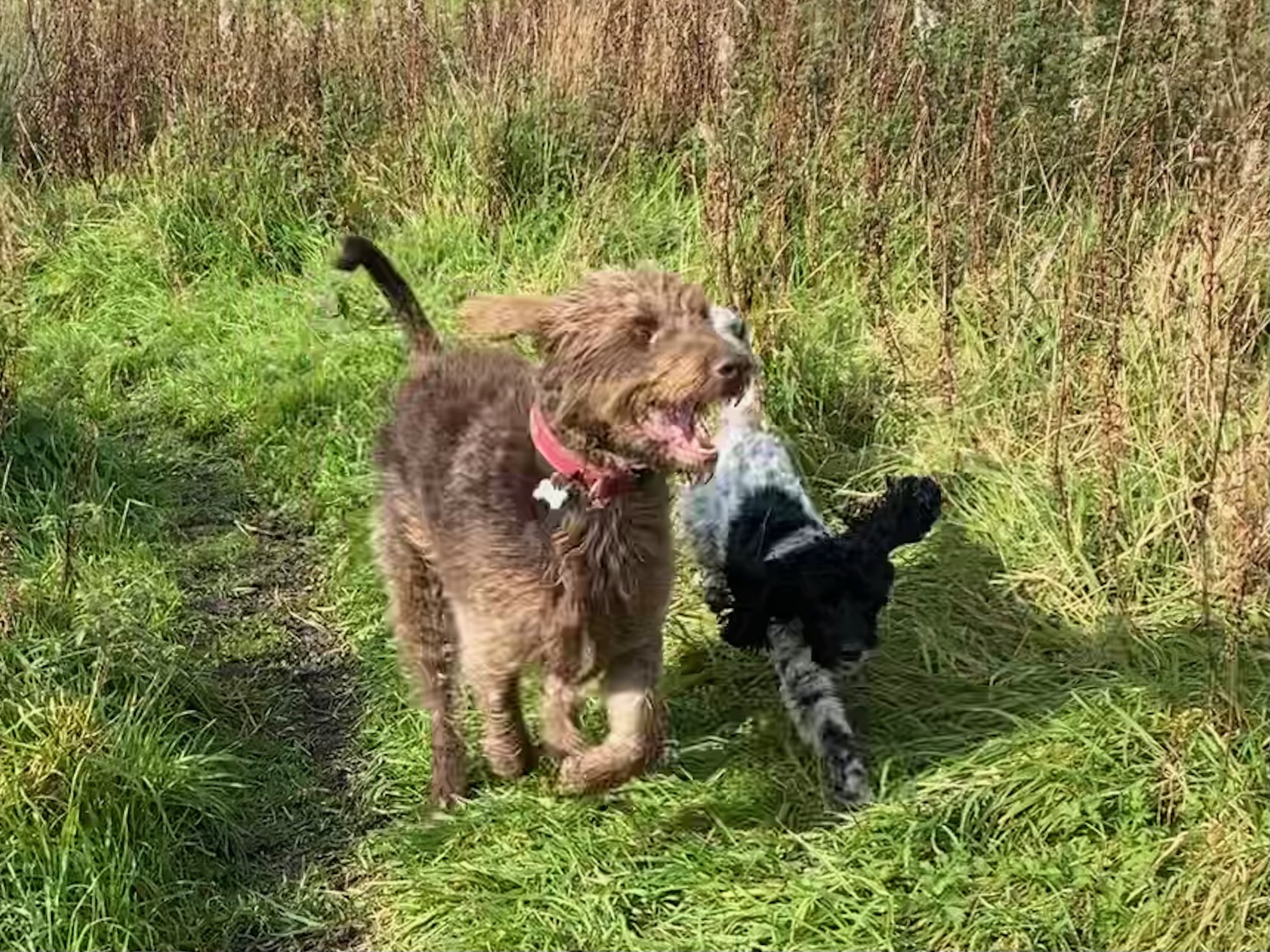Dog on woodland path