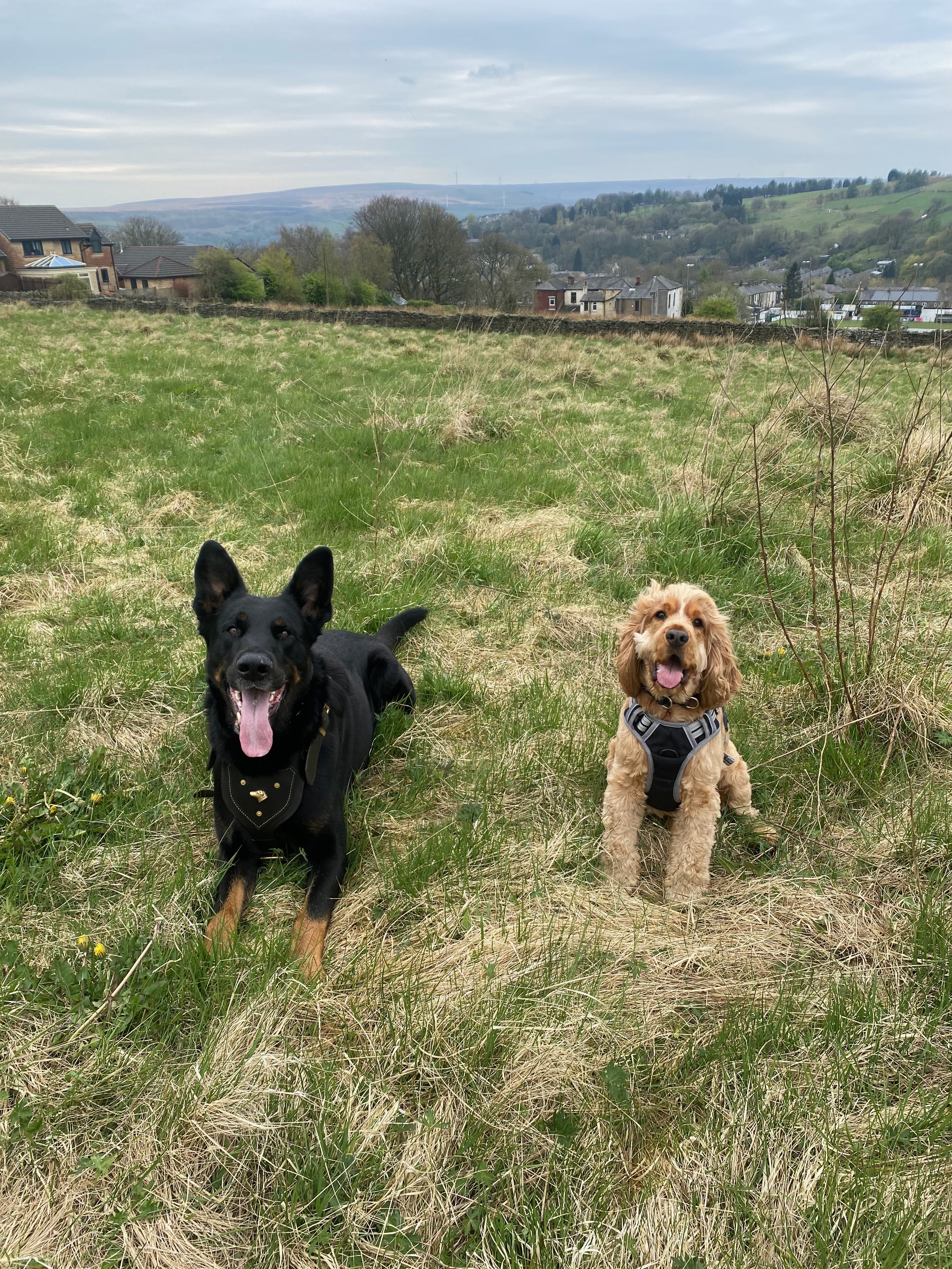 Dog enjoying countryside