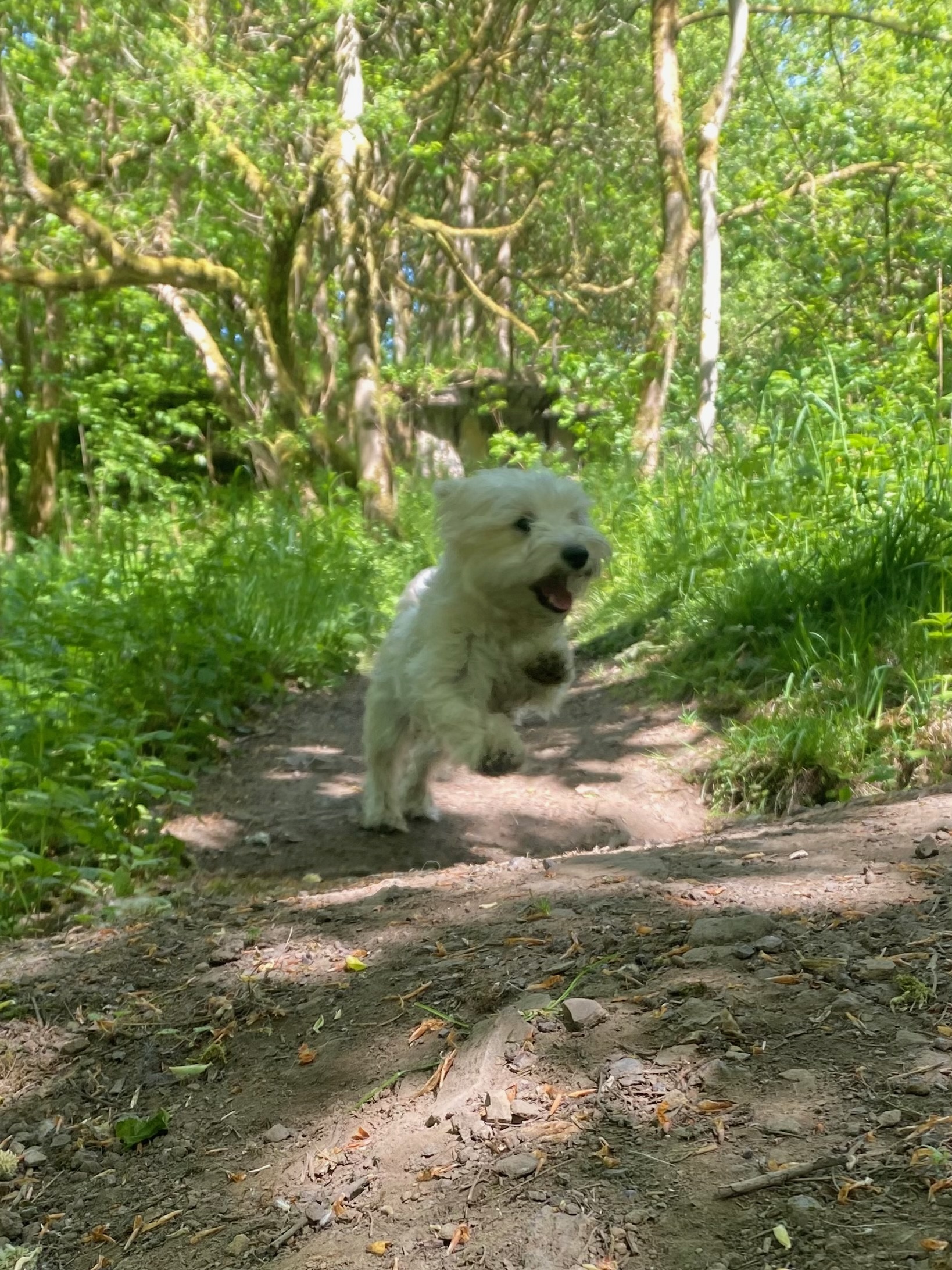 Dog in natural setting