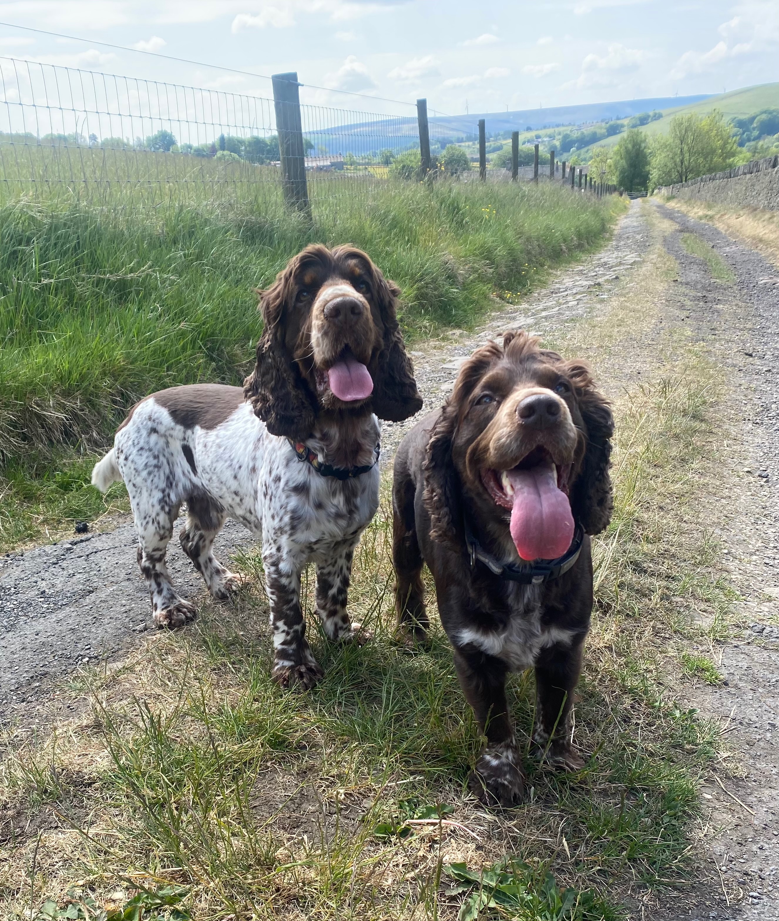 Two happy Spaniels on countryside walk